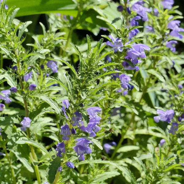 Lemon Balm, Moldavian (Certified Organic Seeds)