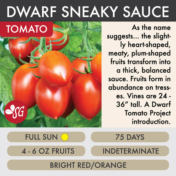 Sneaky Sauce Dwarf- Tomato Plant Pre-Order 2026