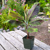 Live Plant - Banana, Dwarf Cavendish (Musa acuminata)