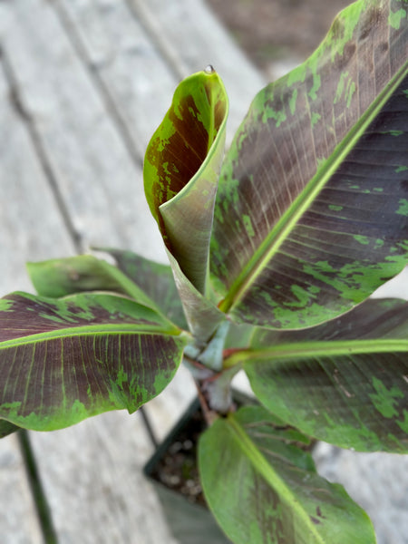 Live Plant - Banana, Dwarf Cavendish (Musa acuminata)