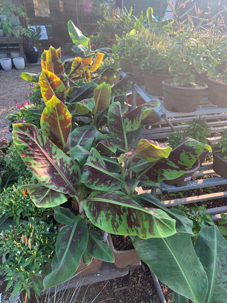 Live Plant - Banana, Dwarf Cavendish (Edible)