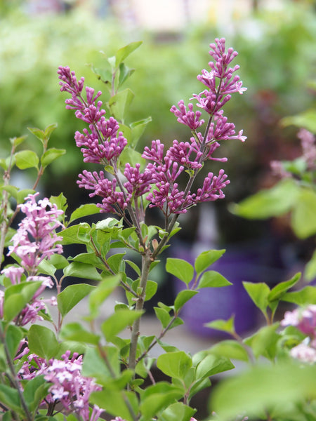 Lilac 'Dwarf Korean' (2-gallon)
