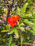 Live Plant - Dwarf Pomegranate (Punica granatum)