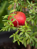 Live Plant - Dwarf Pomegranate (Punica granatum)