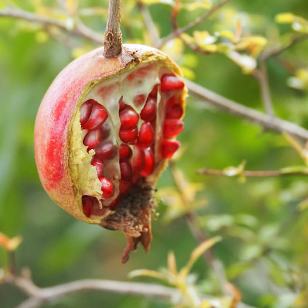 Live Plant - Dwarf Pomegranate (Punica granatum)