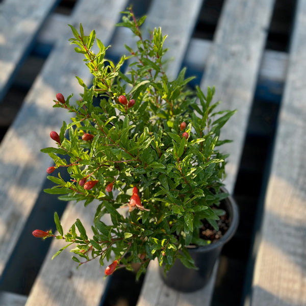 Live Plant - Dwarf Pomegranate (Punica granatum)