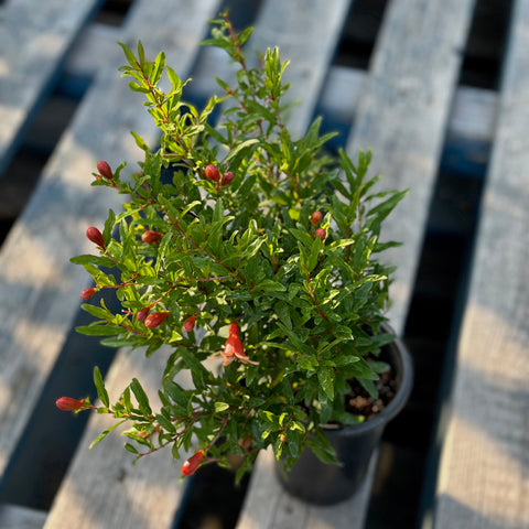 Live Plant - Dwarf Pomegranate (Punica granatum)