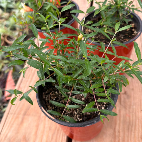 Live Plant - Dwarf Pomegranate (Punica granatum)