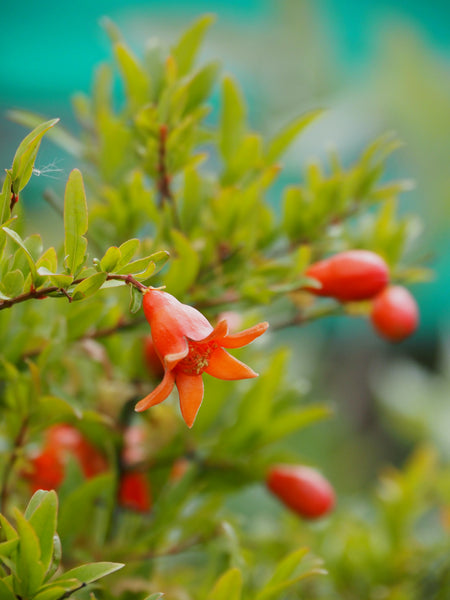 Live Plant - Dwarf Pomegranate (Punica granatum)