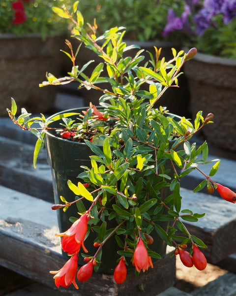 Live Plant - Dwarf Pomegranate (Punica granatum)