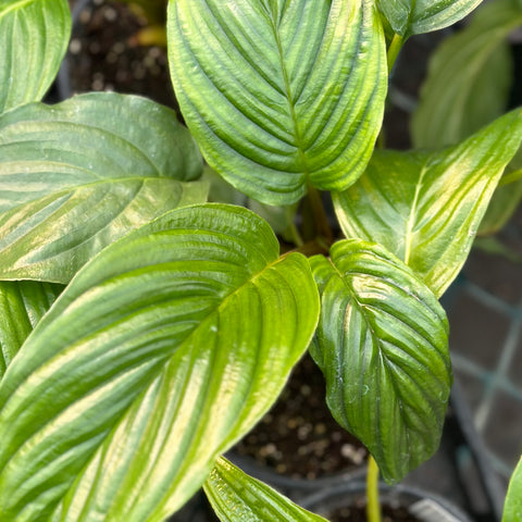 Live Plant - Bat Plant, White (Tacca intergifolia)