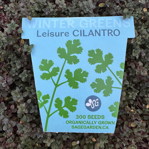 Winter Greens Seeds - Cilantro, Leisure