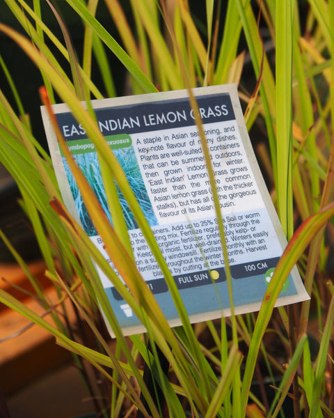 Lemongrass East Indian - Live Plant