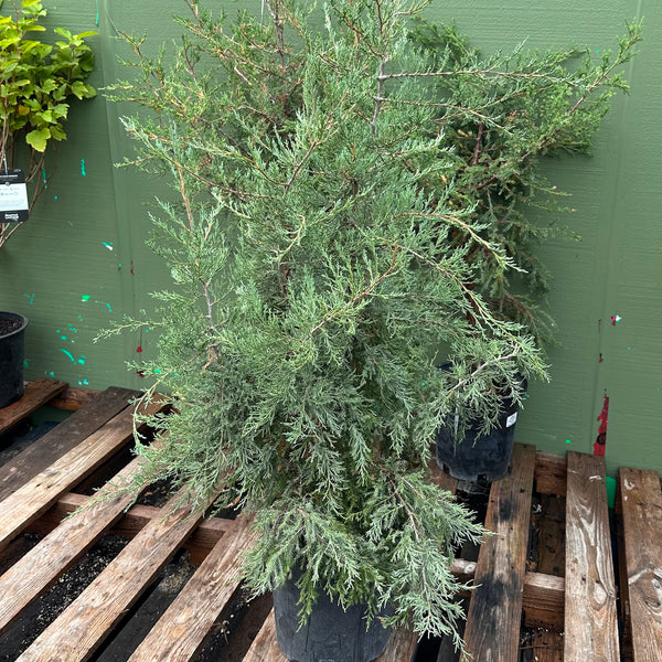 Live Plant -  Eastern Red Cedar