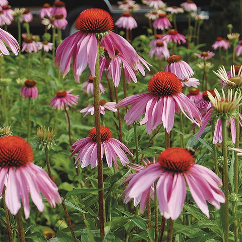 Echinacea Purpurea (Purple Coneflower) (Certified Organic Seeds)