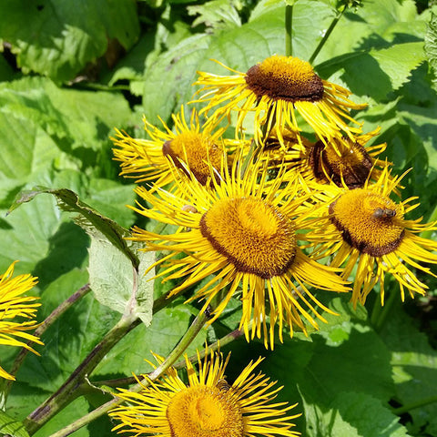 Elecampane (Organically Grown Seeds)