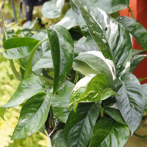 Live Plant - Epipremnum 'Albo Variegata' - 6-inch pot