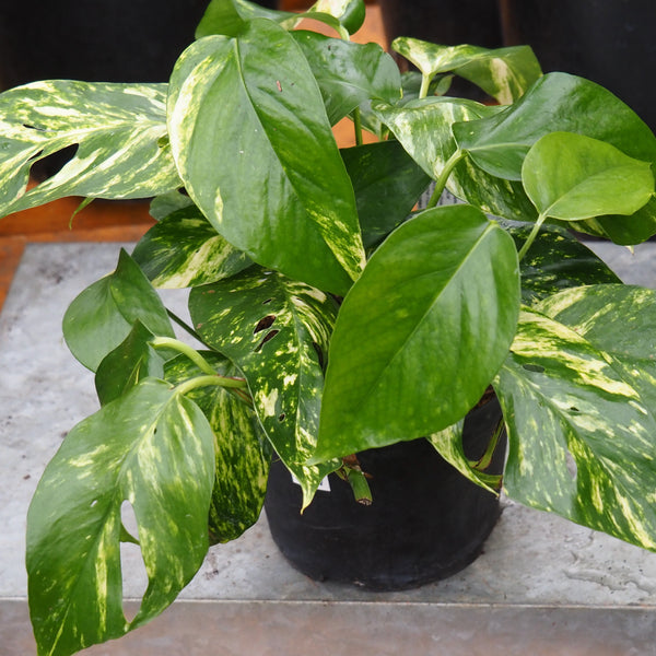 Live Plant - Epipremnum 'Sunrise Surprise' - 6-inch pot