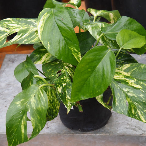 Live Plant - Epipremnum 'Sunrise Surprise' - 6-inch pot