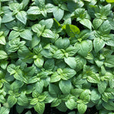 Winter Greens Seeds - Basil, Genovese