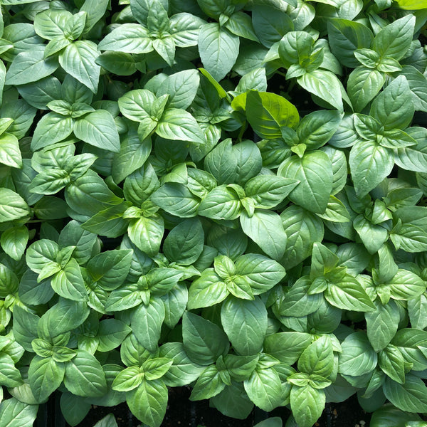 Winter Greens Seeds - Basil, Genovese