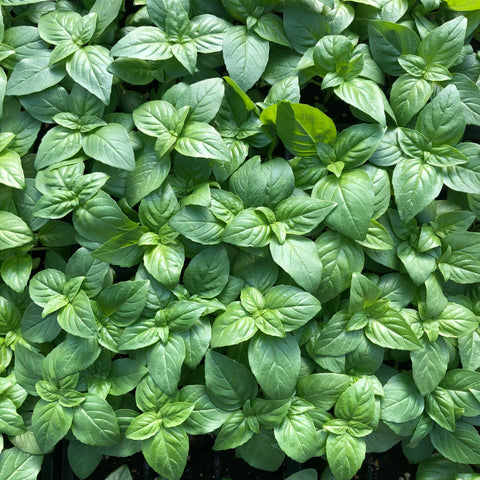 Winter Greens Seeds - Basil, Genovese