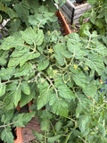 Tiny Tim Cherry (Patio Tomato)