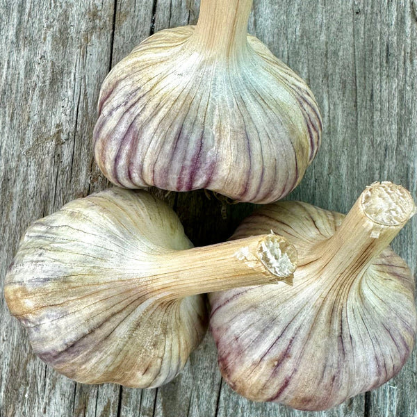 Bulbs - Garlic, Korean Purple (Certified Organic) - PREORDER