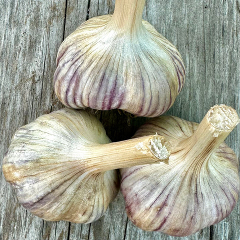 Bulbs - Garlic, Korean Purple (Certified Organic) - PREORDER