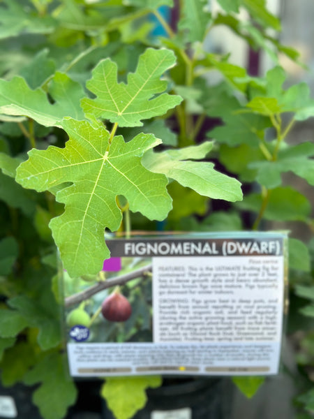 Fig, Fignomenal - 1-gallon pot