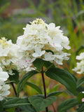 Hydrangea 'Fire Light' (3-gallon)