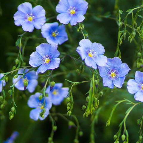 Flax, Blue (Certified Organic Seeds)