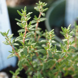 Winter Greens Seeds - French Winter Thyme