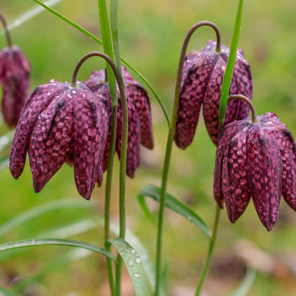 Bulbs - Fritillaria meleagris - PRE-ORDER FOR FALL 2025