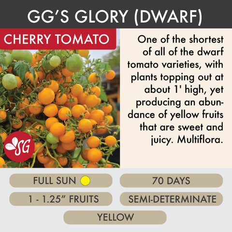 GG's Glory Dwarf - Tomato Plant Pre-Order 2026