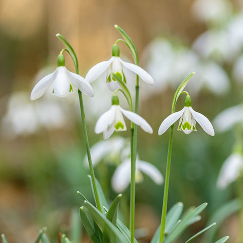 Bulbs - Galanthus nivalis (Snowdrops)