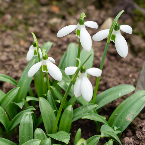 Fall Flower Bulbs 2026 - Galanthus ikariae (Snowdrops)