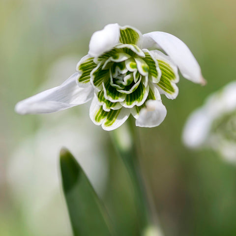 Fall Flower Bulbs 2026 - Galanthus 'Flore Pleno' (Snowdrops)