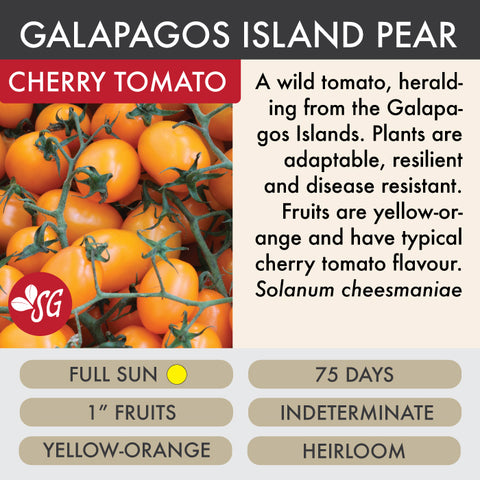 Galapagos Island Pear - Tomato Plant Pre-Order 2026