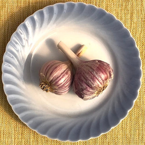 Bulbs - Garlic, Chesnok Red  OG - PREORDER 2023