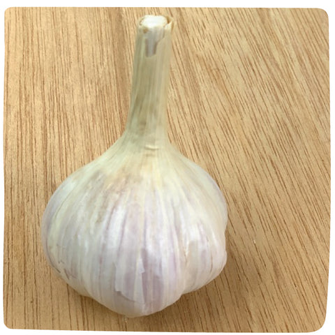 Bulbs - Garlic, Crystal White Variegated (Certified Organic) - PREORDER