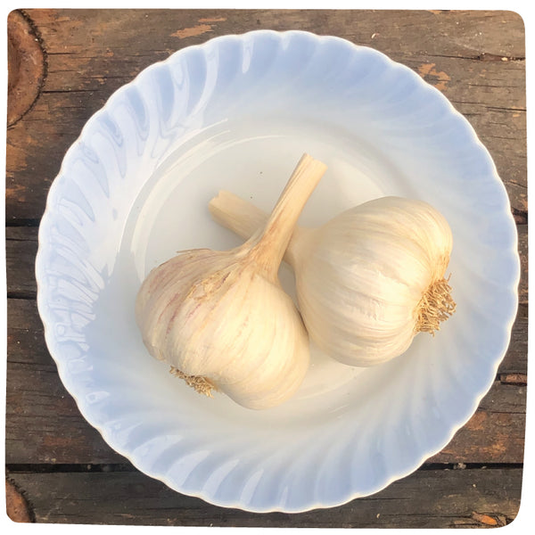 Bulbs - Garlic, Great Northern (Certified Organic) - PREORDER