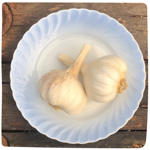 Bulbs - Garlic, Great Northern (Certified Organic) - PREORDER