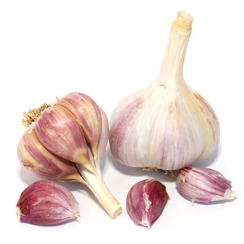 Bulbs - Garlic, Bogatyr  OG - PREORDER 2023