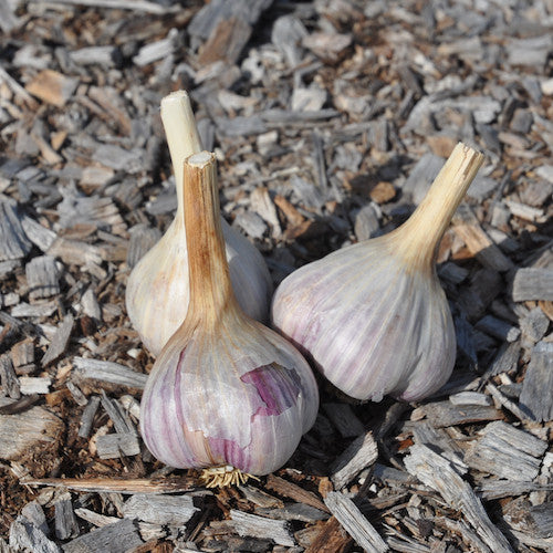 Bulbs - Garlic, Irkutsk OG - PREORDER 2023