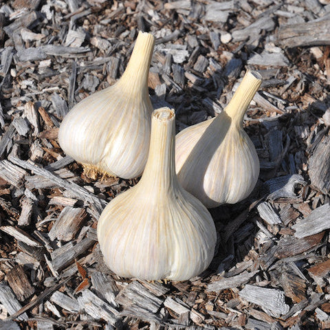 Bulbs - Garlic, Polish Hardneck OG - PREORDER 2023