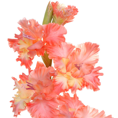 Bulbs (Spring) - Gladiolus 'Rik's Frizzle'
