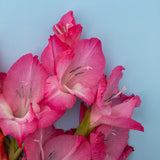 Bulbs (Spring) - Ranunculus, Purple Sensation