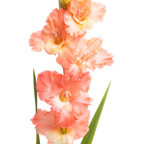 Bulbs (Spring) - Gladiolus 'Fringed Coral Lace'