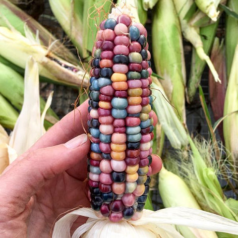 Corn, Glass Gem (Popcorn) (Certified Organic Seeds)